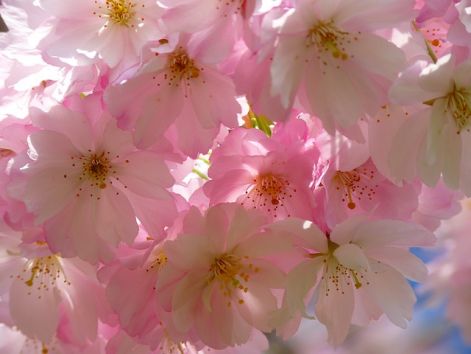 japanese-cherry-tree.jpg